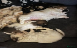 Malshi dogs for sale: 4 Shih tzu boys  - Image 4