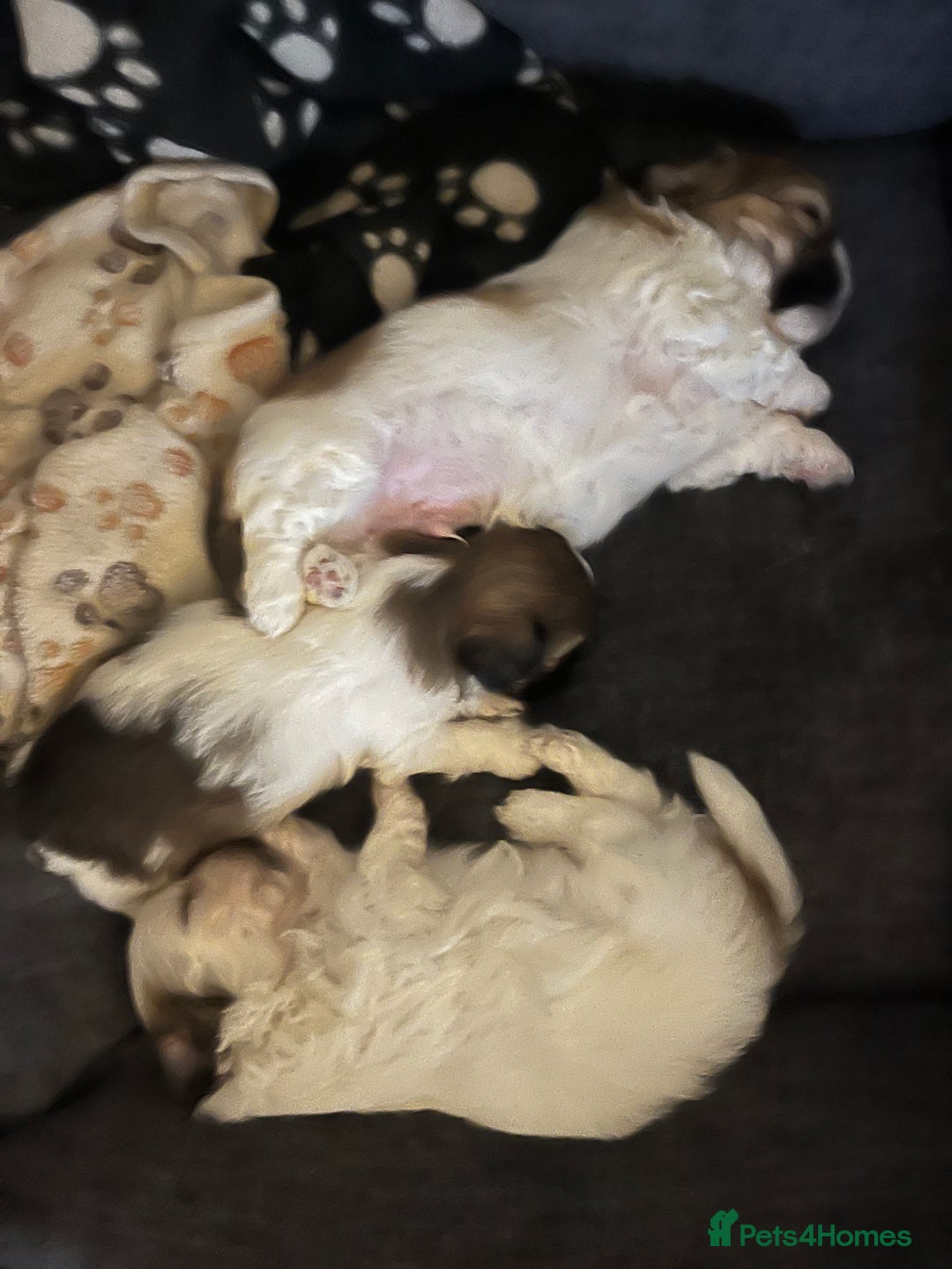 Malshi dogs for sale: 4 Shih tzu boys  - Image 4