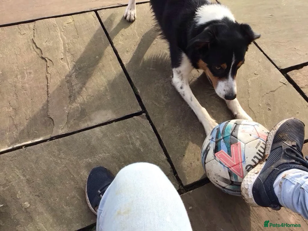 Border Collie dogs for sale: FREE Active, Loving Border Collie – 4 Years Old - Advert 9