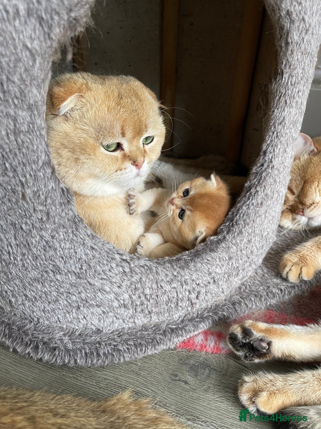 Scottish Fold cats for sale: LUXURY GOLDEN CHINCHILLA  SCOTTISH FOLD KITTENS - Advert 13