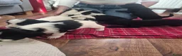 Mixed Breed dogs for sale: Tibetan Terrier x Sprocker Puppies in Dunfermline - Advert 23