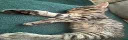 Domestic Shorthair cats for sale: 3 Kittens Ready Oct 4th - WR12 - Advert 4