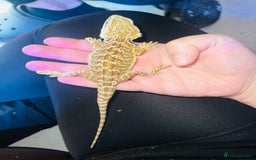 Bearded Dragon reptiles for sale: Female beardie + set up - Image 7