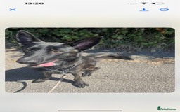 German Shepherd dogs for sale: Whisky - German cross Dutch Sheperd - Image 3