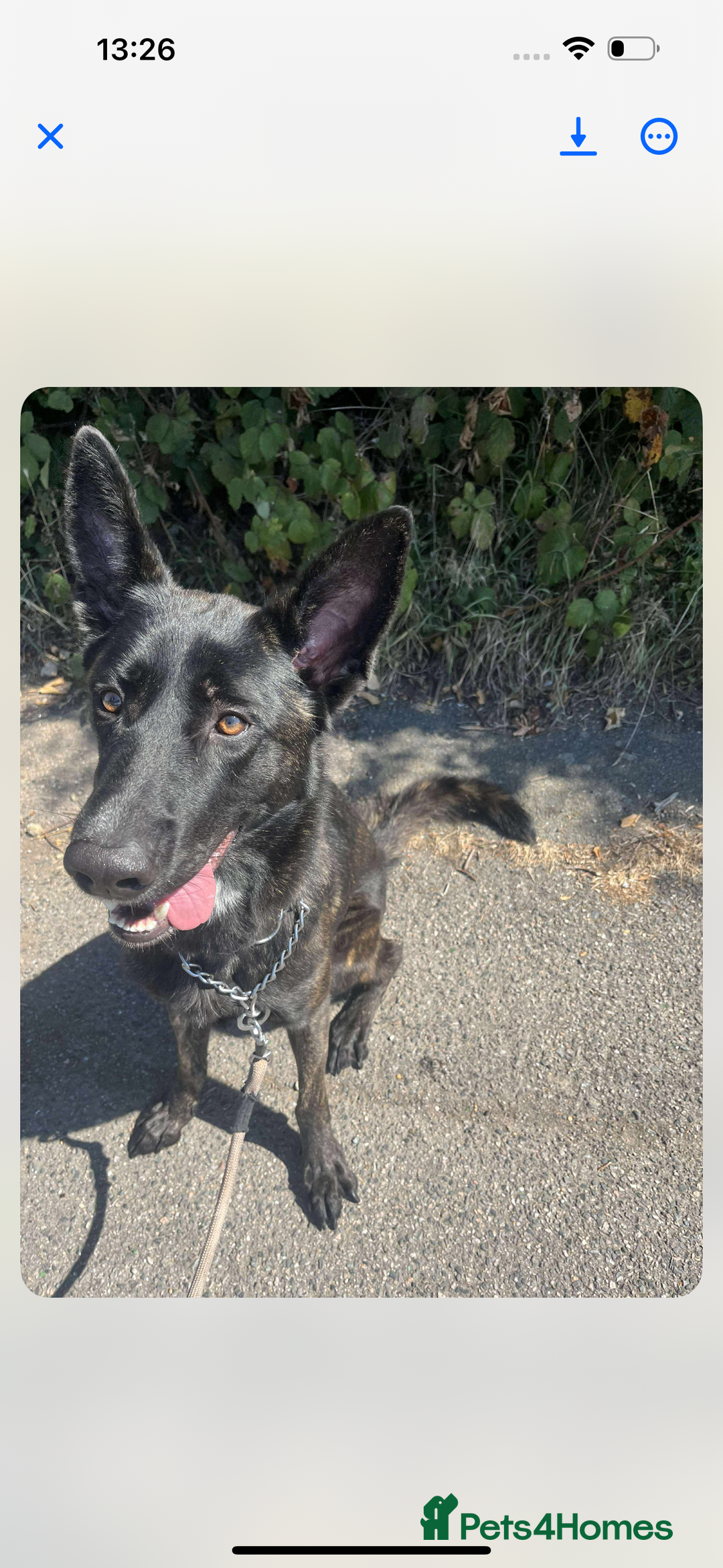 German Shepherd dogs for sale: Whisky - German cross Dutch Sheperd - Image 3