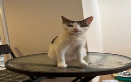 Mixed Breed cats for sale: Two beautiful female cats - Image 2