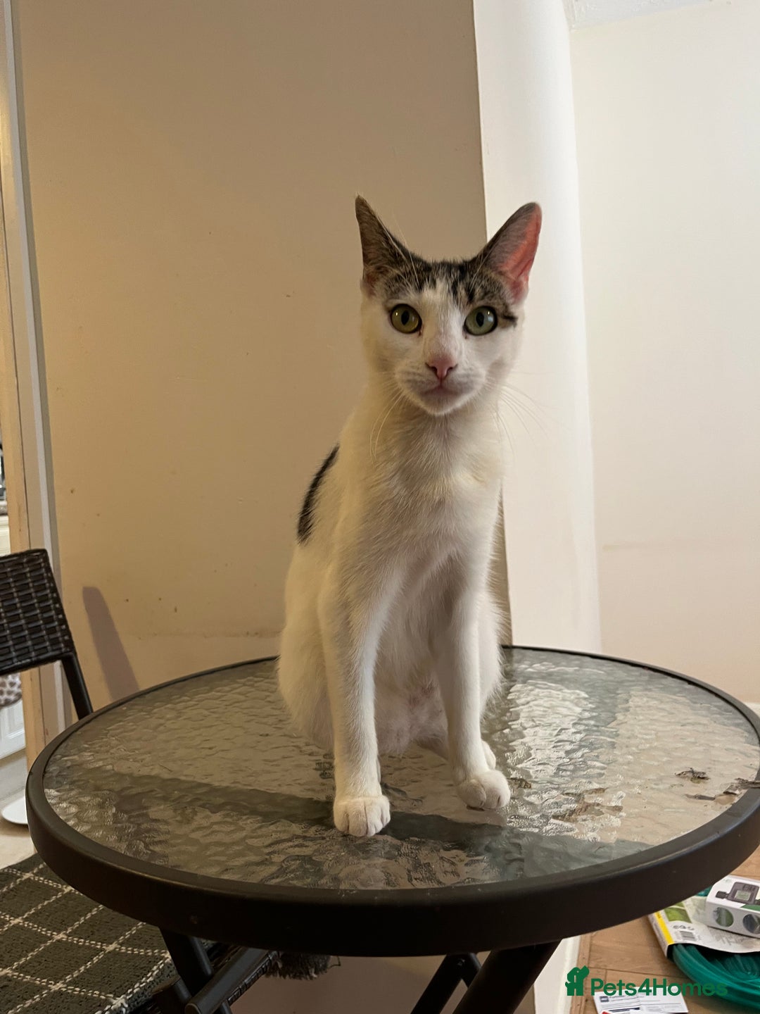 Mixed Breed cats for sale: Two beautiful female cats - Image 2