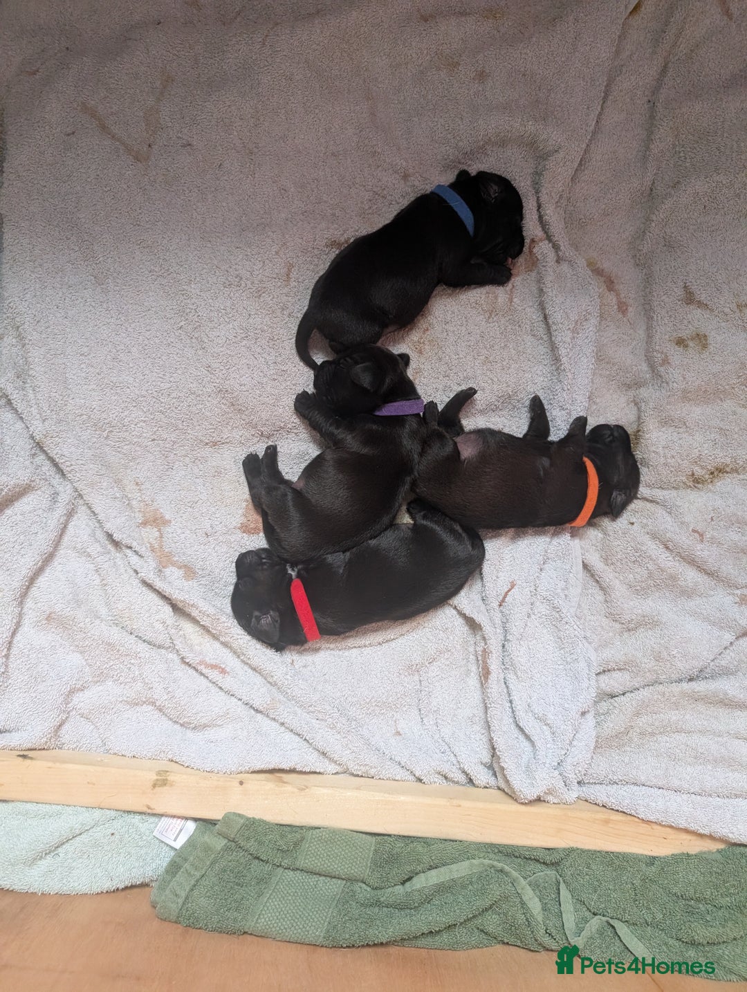 Mixed Breed dogs for sale: Doxie-Dales  - Image 16