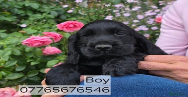 Cocker Spaniel dogs - Advert 8