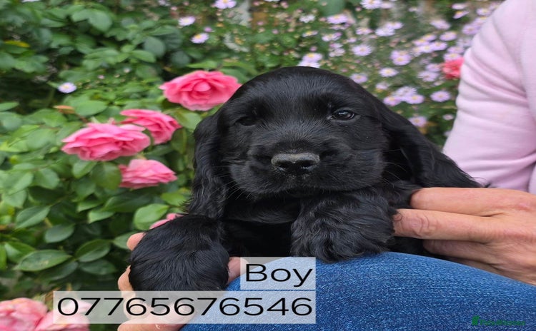 Cocker Spaniel dogs - Advert 13