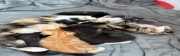 Mixed Breed cats for sale: Kittens  in Knaresborough - Advert 34
