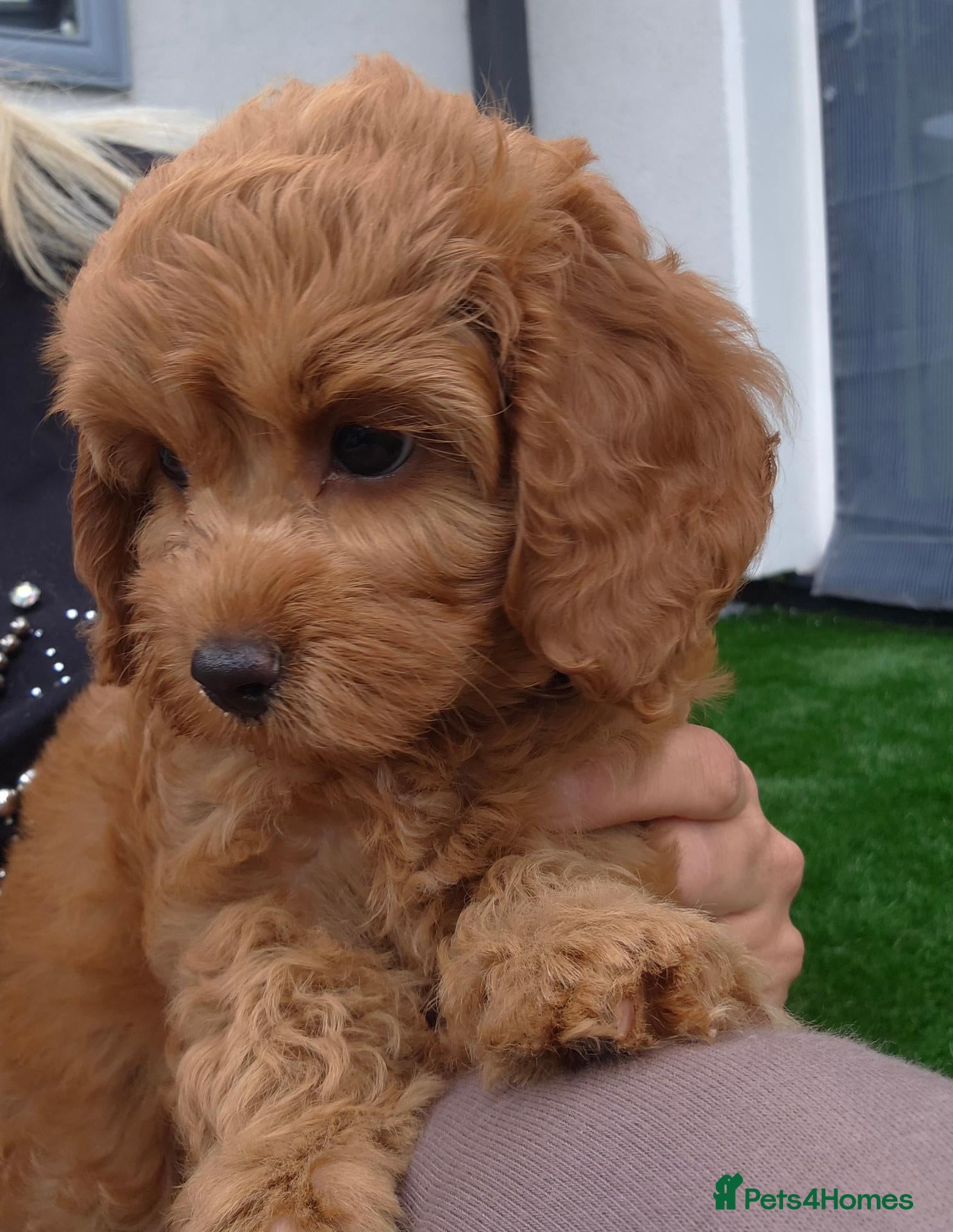 Cavapoo dogs 🌟 LAST GIRL HEALTH TESTED TOY CAVAPOO F1B - Advert 2