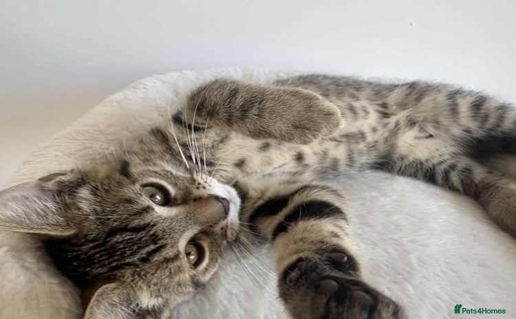 Domestic Shorthair cats - Advert 1