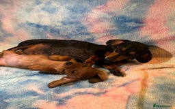 Dachshund dogs for sale: Ready to leave Miniature Dachshund Puppies  - Image 12