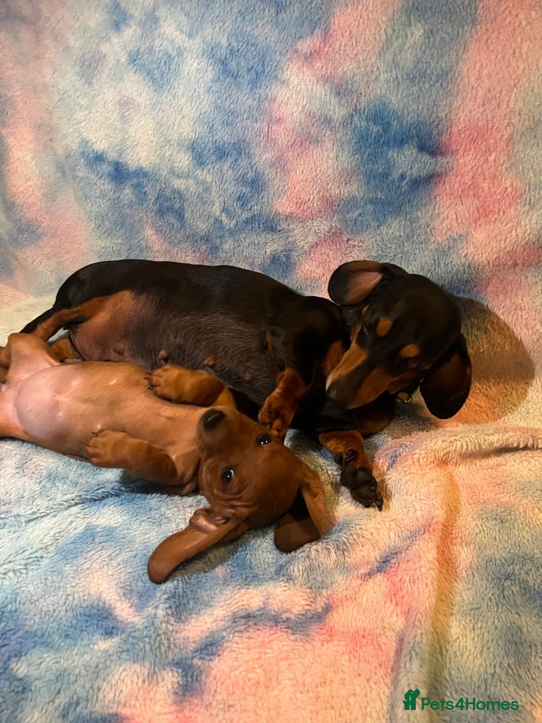 Dachshund dogs for sale: Ready to leave Miniature Dachshund Puppies  - Image 12