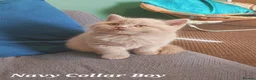 British Shorthair cats for sale: ⭐️ GCCF Registered British Shorthair Kittens ⭐️ - Advert 21