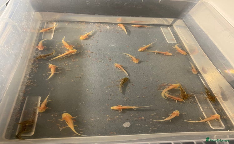 Axolotl reptiles - Advert 1