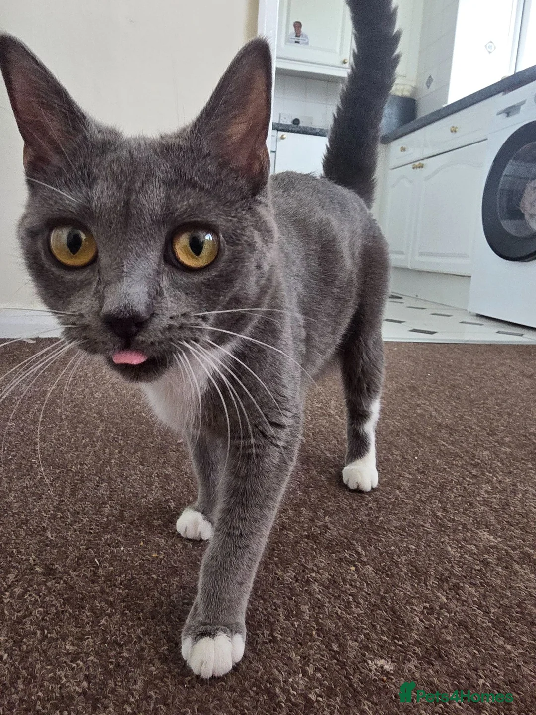Mixed Breed cats for sale: Half British Shorthair Kittens - Advert 8