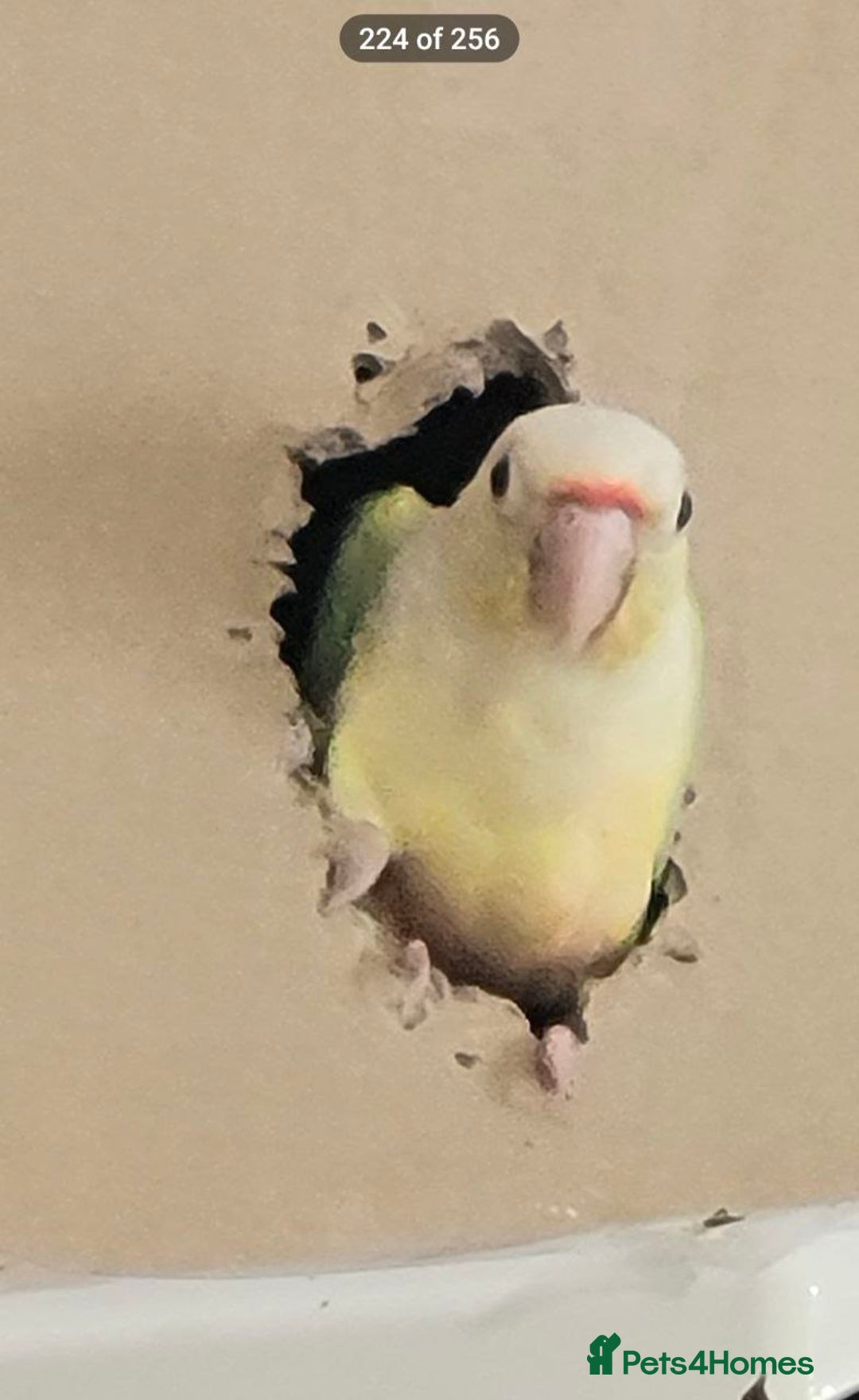 Conures birds for sale: Vibrant Conure Duo – Must Go Together! - Advert 7