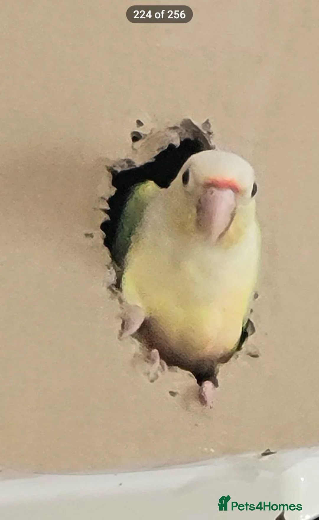 Conures birds for sale: Vibrant Conure Duo – Must Go Together! - Advert 7