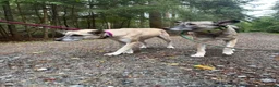 Mixed Breed dogs for adoption: Inka - Dereham Norfolk in Dereham - Advert 13
