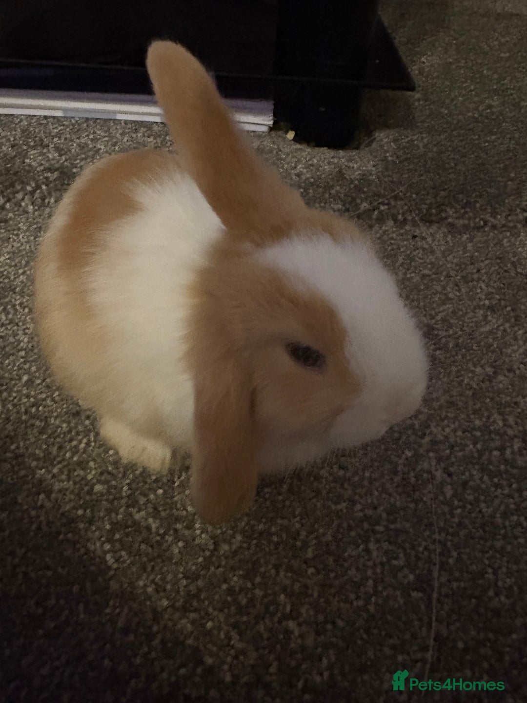 Mini Lop rabbits for sale: Adorable Baby Mini Lop Bunnies - Advert 2