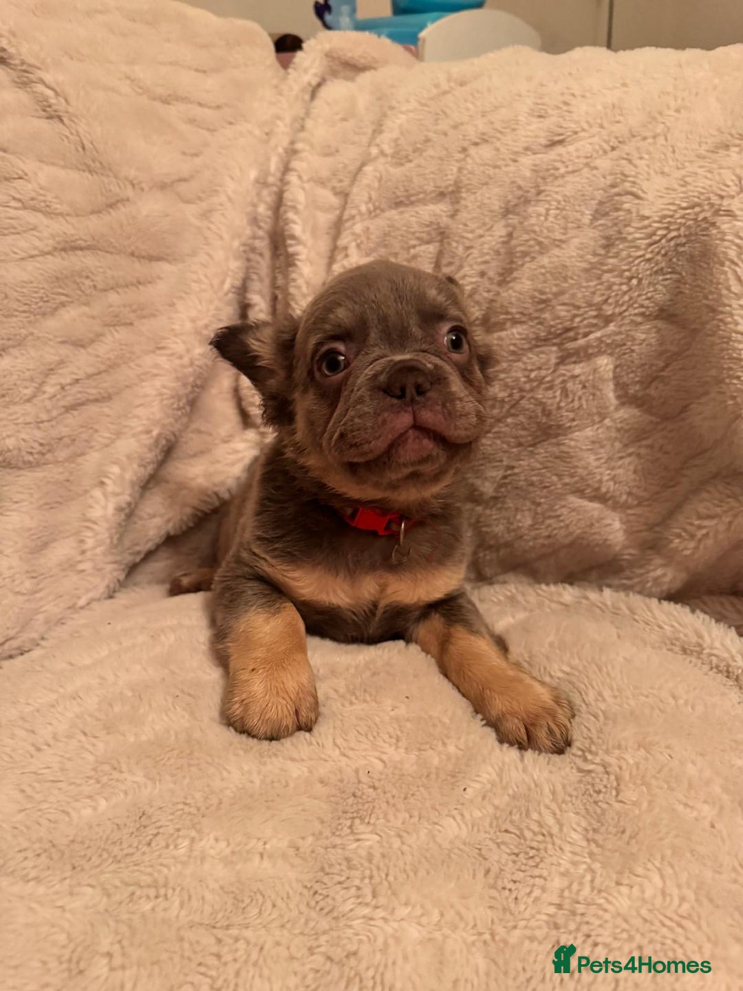 French Bulldog dogs for sale: French bulldog puppys - Advert 2