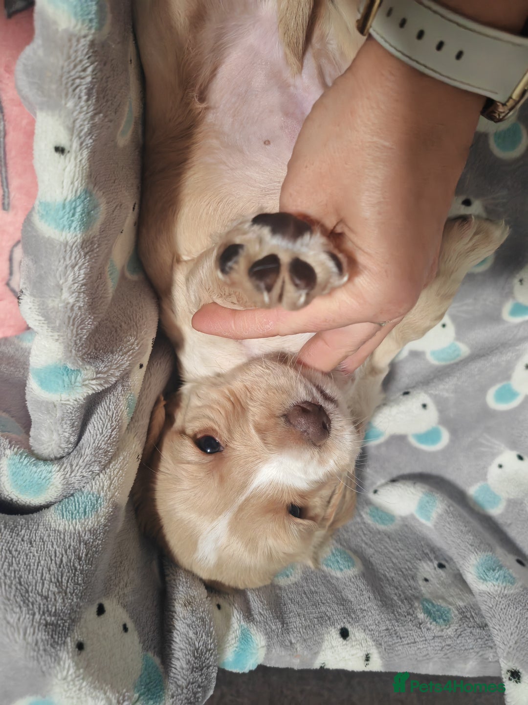 Cocker Spaniel dogs for sale: Pure Working Cocker Spaniel Puppies - Advert 7
