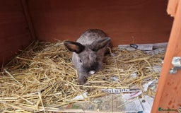 Mixed Breed rabbits for sale: Gorgeous tempered cute bonded mother daughter duo  - Image 5