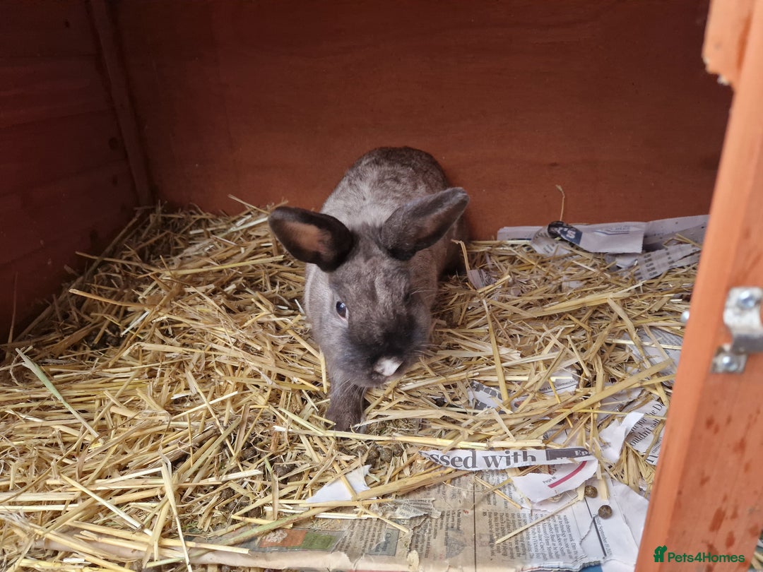 Mixed Breed rabbits for sale: Gorgeous tempered cute bonded mother daughter duo  - Image 5