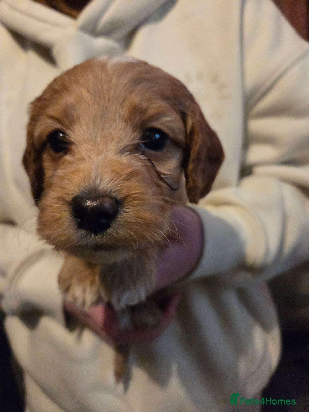 Cockapoo dogs for sale: Cockapoo Puppies - Advert 15