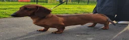 Dachshund dogs for sale: STANDARD DACHSHUND BOY kc registered  - Advert 12