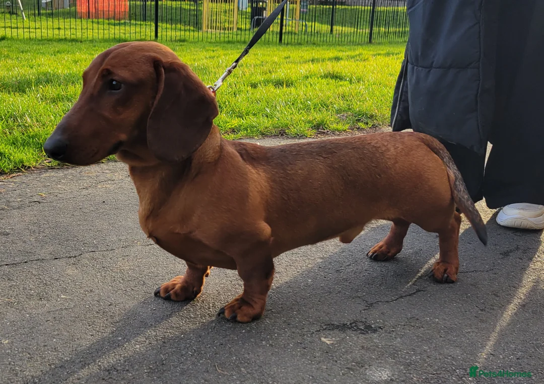 Dachshund dogs for sale: STANDARD DACHSHUND BOY kc registered  - Advert 12