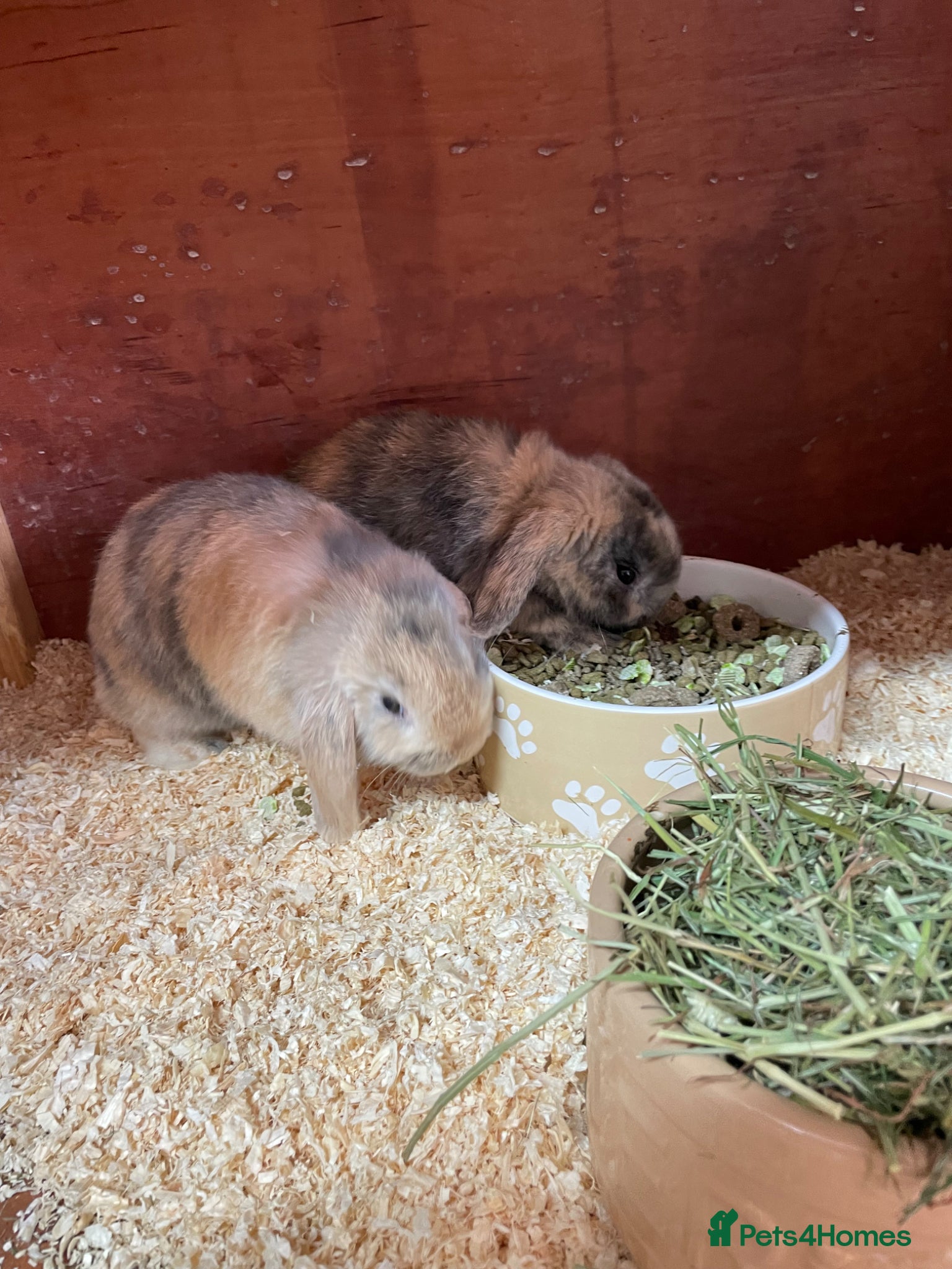 Mini Lop rabbits Beautiful mini lops - Advert 1
