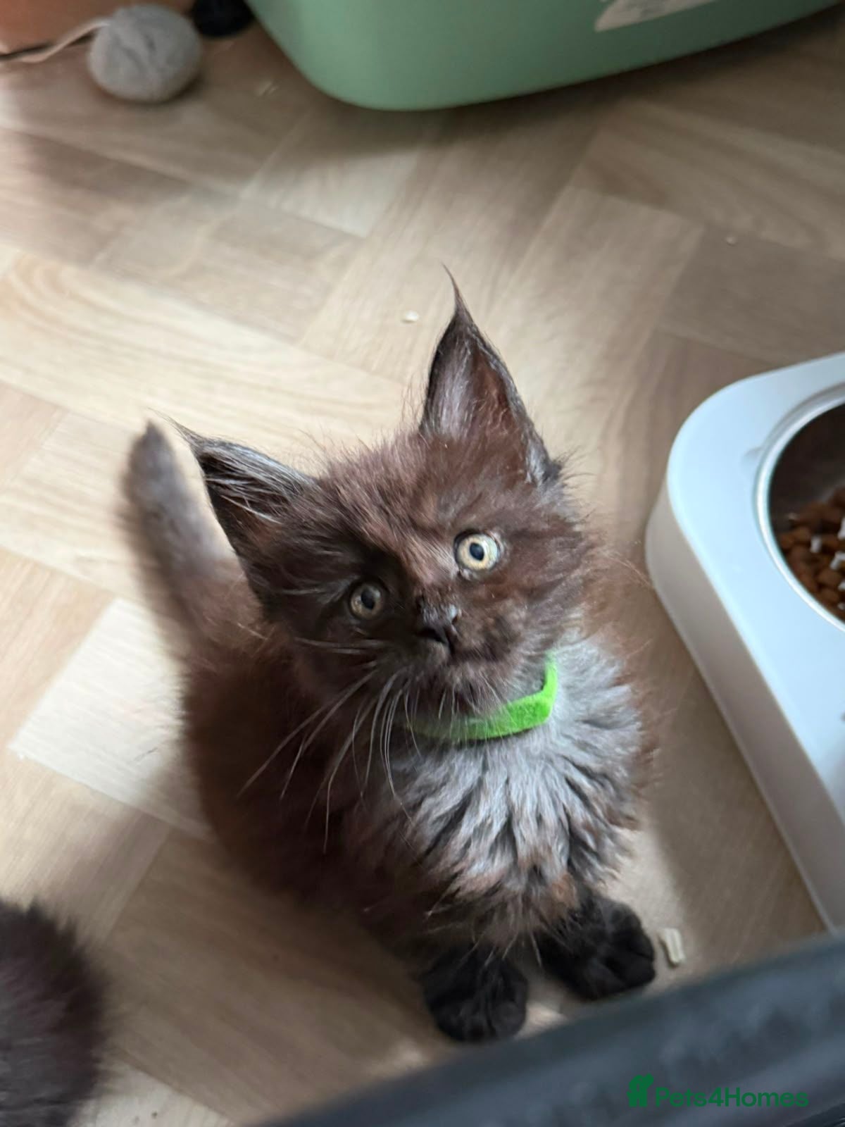 Maine Coon cats Maine Coon Registered TICA - Advert 1