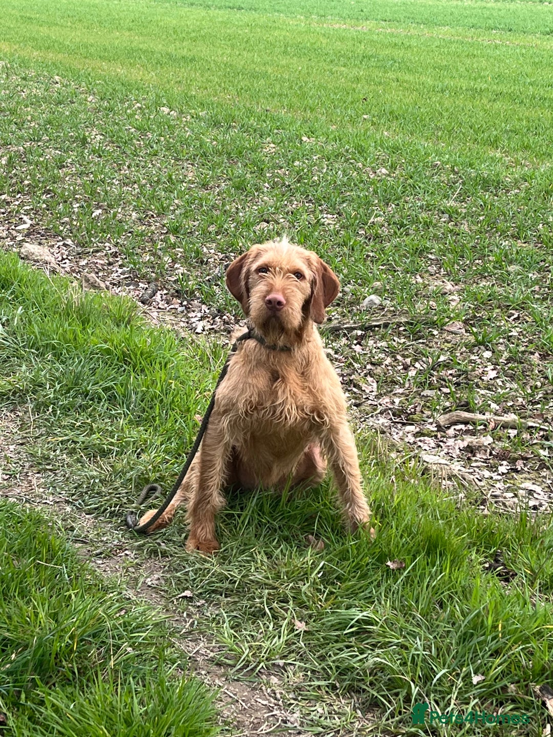 Hungarian Vizsla dogs for sale: Stunning vizsla - Advert 3