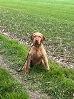 Hungarian Vizsla dogs Stunning vizsla - Advert 2