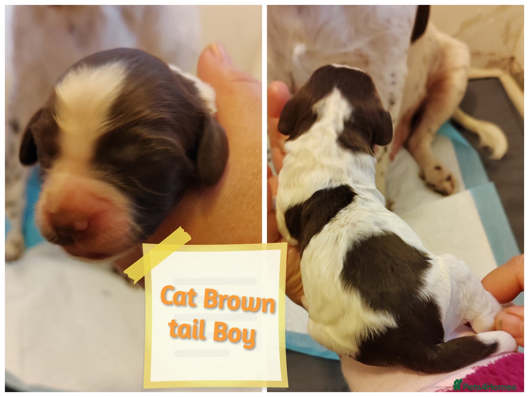 English Springer Spaniel dogs for sale: 🌟 Beautiful Springer Spaniel Litter - Image 36