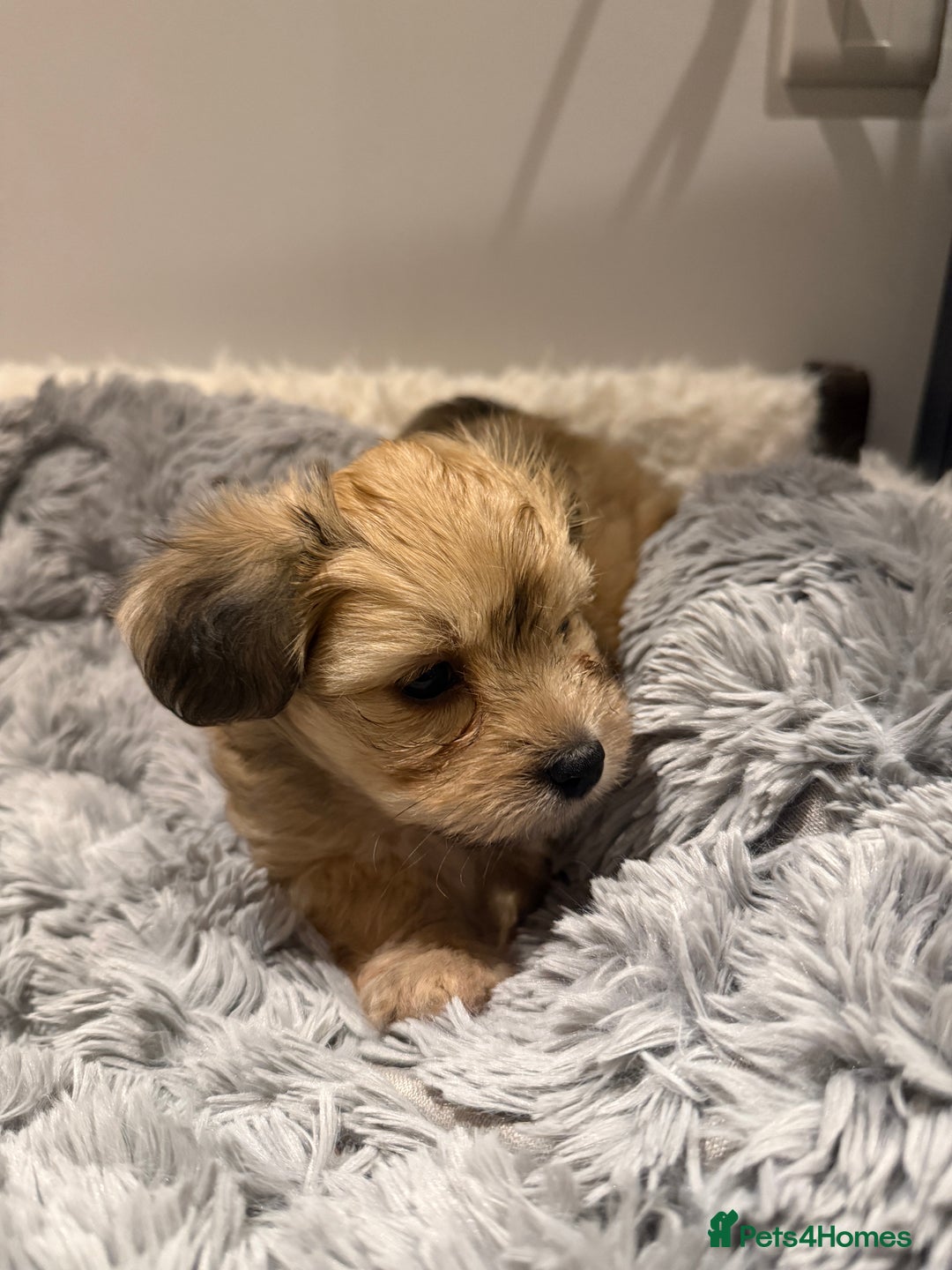 Mixed Breed dogs for sale: Unique mix - Maltese x JackChi Puppies - Advert 23