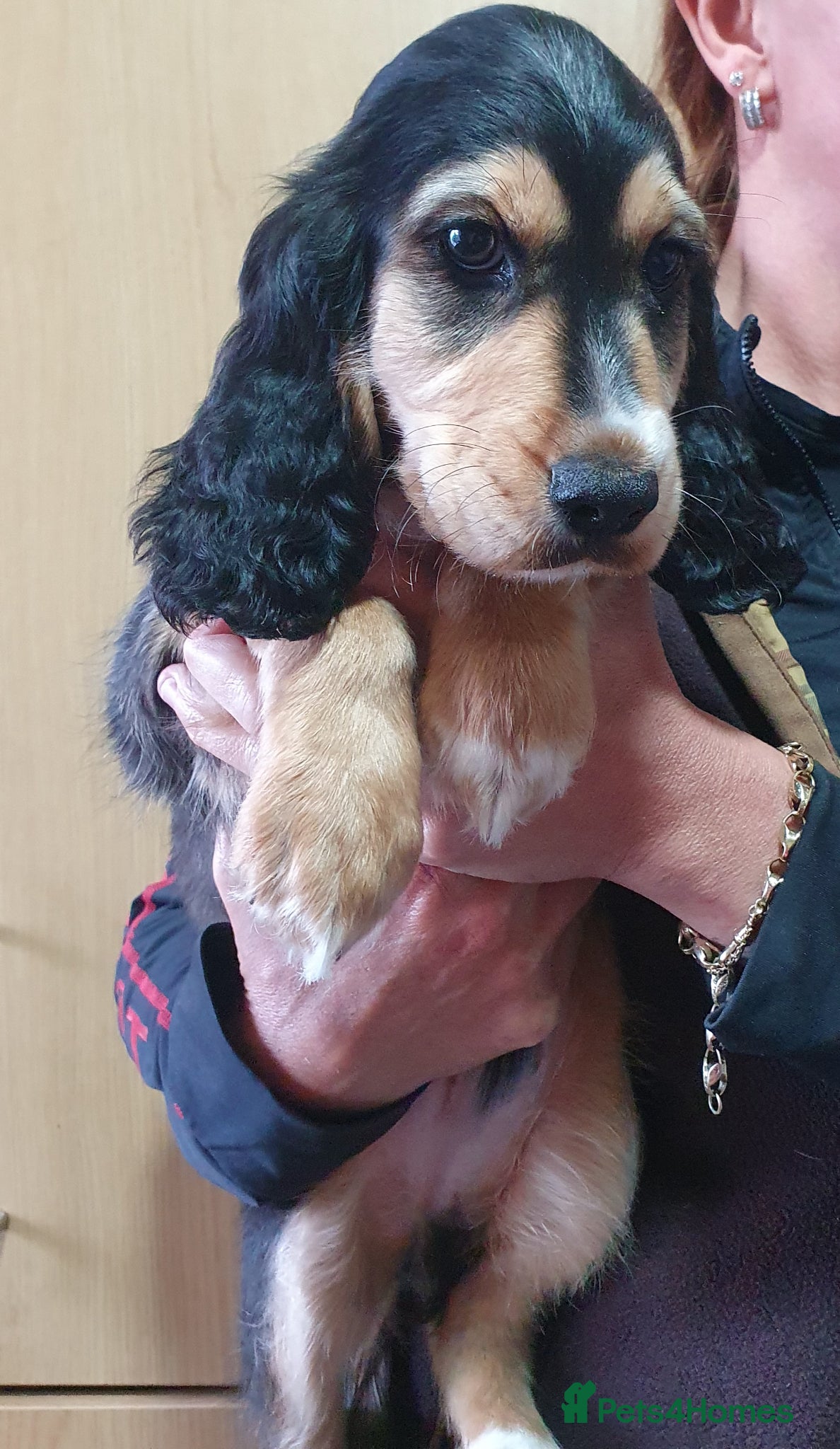 Cocker Spaniel dogs Ready to leave NOW 1 boys left  - Advert 10