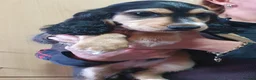 Cocker Spaniel dogs for sale: £850 had both vaccinations  - Advert 3