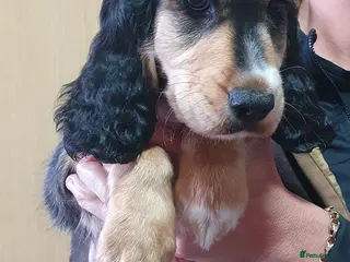 Cocker Spaniel dogs Ready to leave NOW 1 boys left - Advert 10