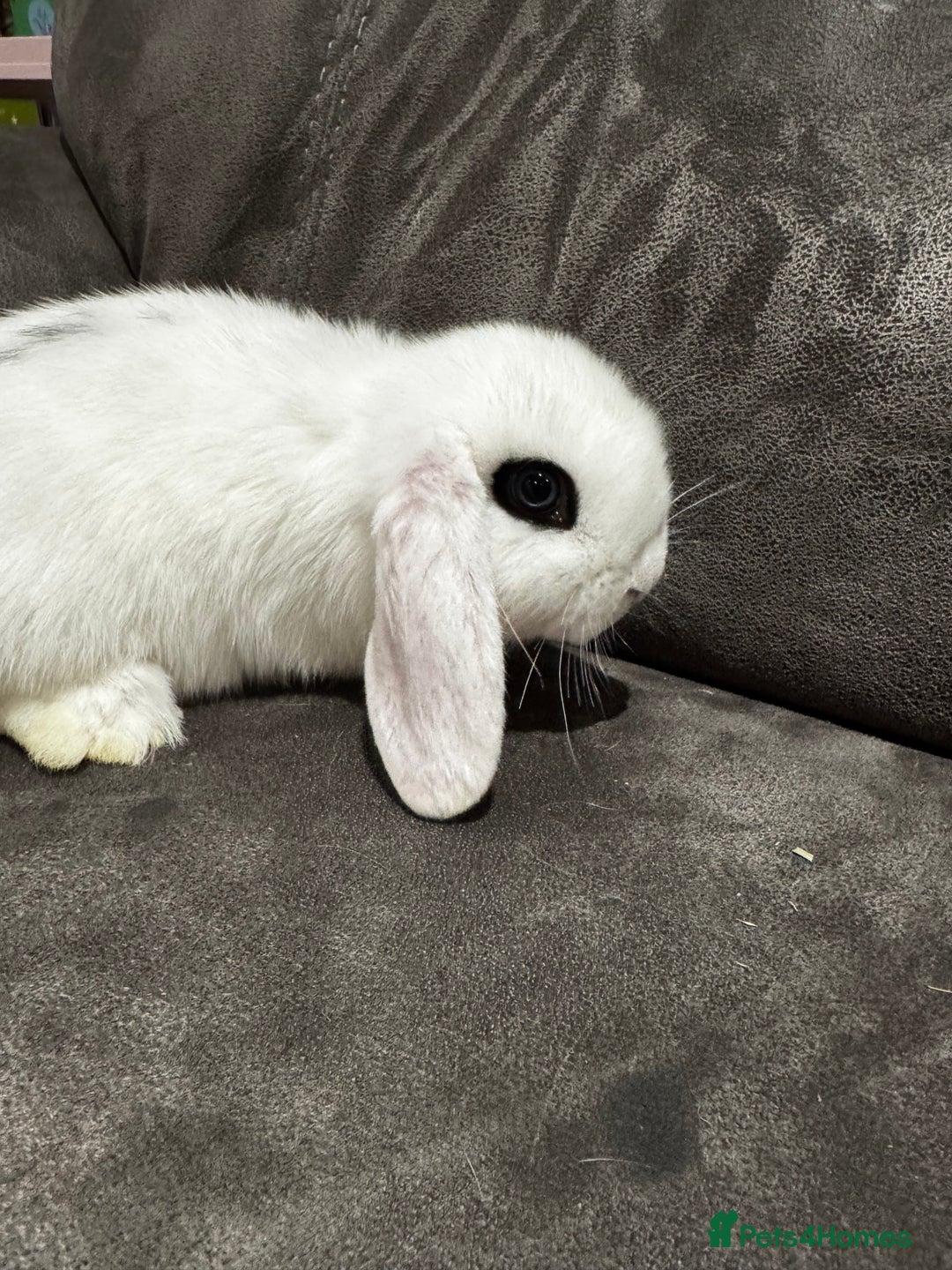 Mini Lop rabbits for sale: Mini Lop bunnies for sale  - Advert 2