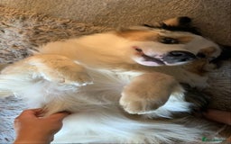 Australian Shepherd dogs for sale: Beautiful Australian Shepherd looking for new home - Image 9