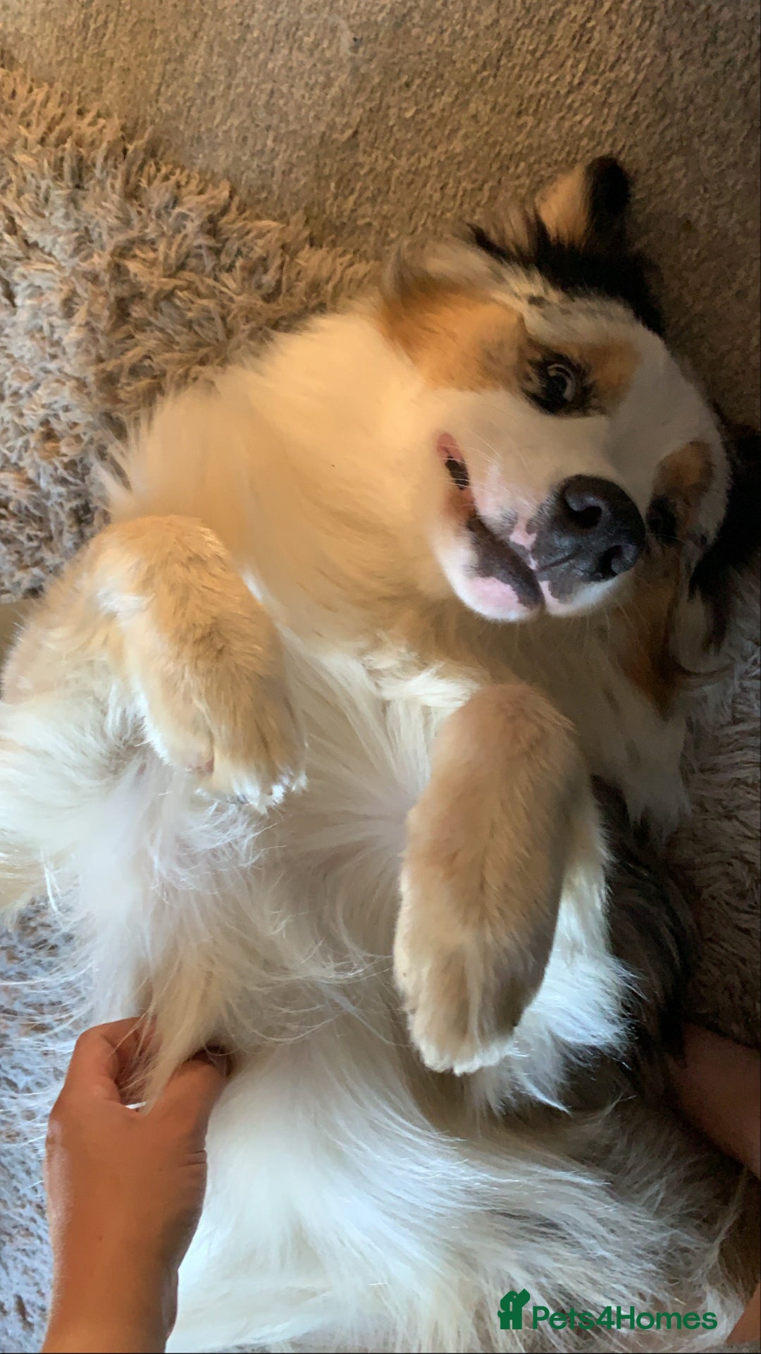 Australian Shepherd dogs for sale: Beautiful Australian Shepherd looking for new home - Image 9
