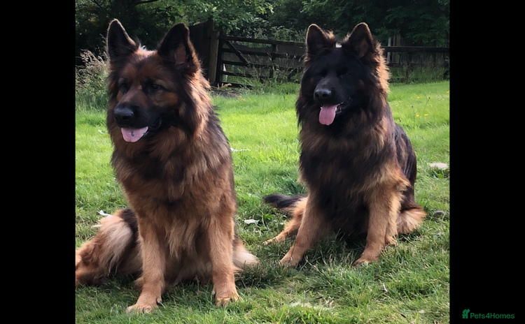 German Shepherd dogs - Advert 3