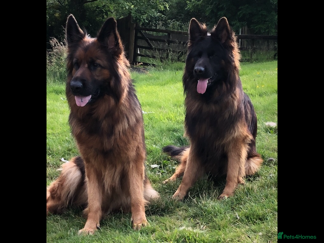 German Shepherd dogs for sale: Beautiful chunky long haired black, tan & red pups - Image 1