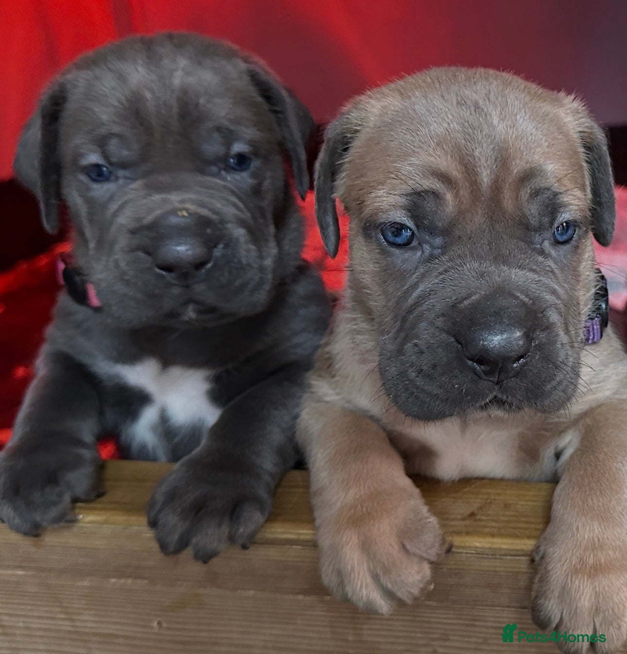Cane Corso dogs  World Monographic Winner Bloodline puppies - Advert 4
