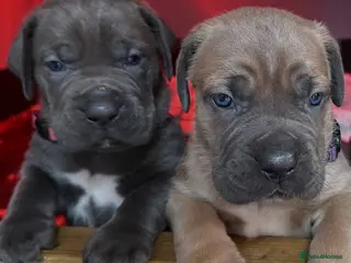 Cane Corso dogs World Monographic Winner Bloodline puppies - Advert 4