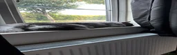Maine Coon cats for sale: Maine coon - Advert 7